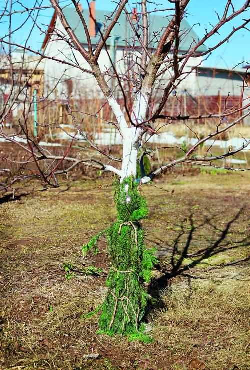 Как защитить деревья зимой от грызунов | компания Маково в Новосибирске